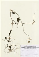 藏品(長柄菊)的圖片